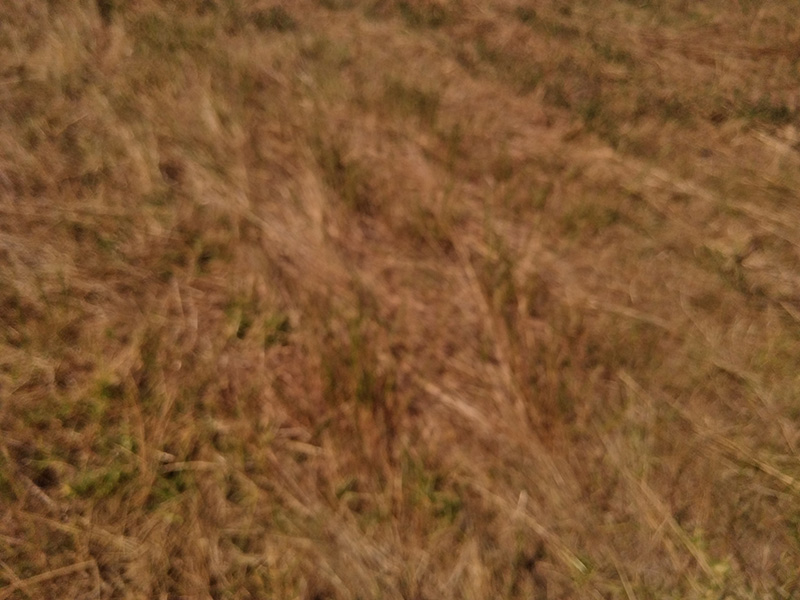 Photograph of Circular Grass Field